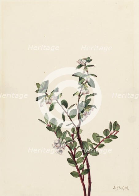 Box Huckleberry (Gaylussacia brachycera), 1919. Creator: Mary Vaux Walcott.