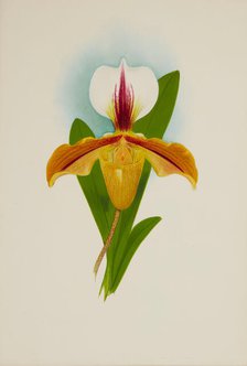 Orchid: Cypridium Illesbre, 1907. Creator: Frederick William Bolas.