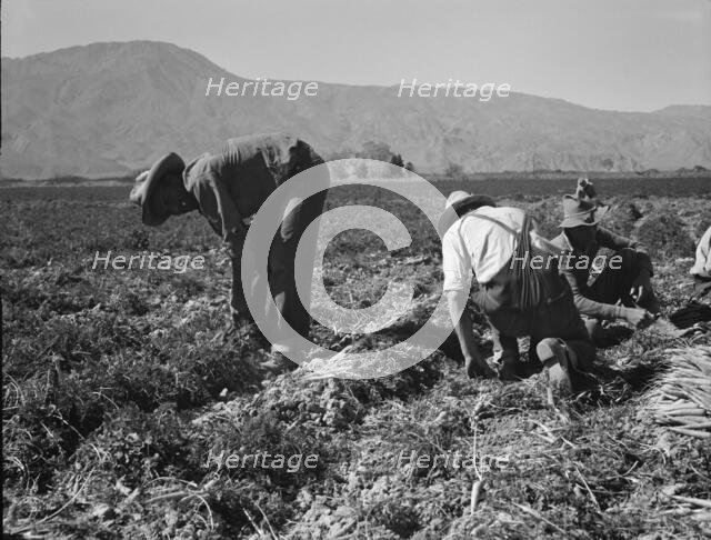 Carrot pullers from Texas, Oklahoma, Missouri, Arkansas and Mexico in Coachella Valley, CA, 1937. Creator: Dorothea Lange.