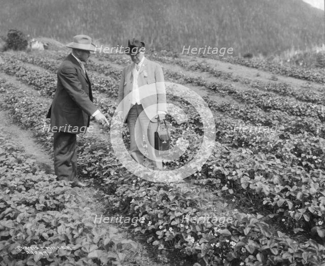 Strawberry plants on government farm, 1916. Creator: Curtis & Miller.