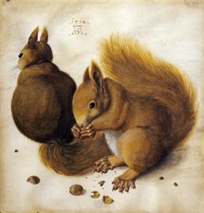 Two squirrels. Creator: Hoffmann, Hans (1530-1592).