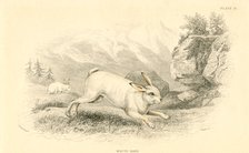 The Hare (Lepus europaeus), 1828. Artist: Unknown