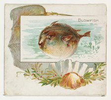Blowfish, from Fish from American Waters series (N39) for Allen & Ginter Cigarettes, 1889. Creator: Allen & Ginter.