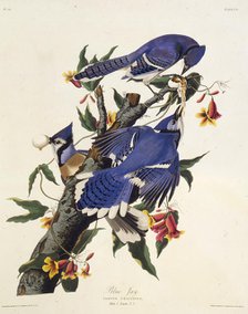 The blue jay. From "The Birds of America", 1827-1838. Creator: Audubon, John James (1785-1851).