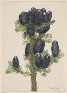 Alpine Fir (Abies lasiocarpa), 1918. Creator: Mary Vaux Walcott.