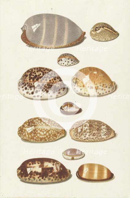 Eleven large and small tropical cowrie shells, 1726-1779. Creator: Johann Gustav Hoch.