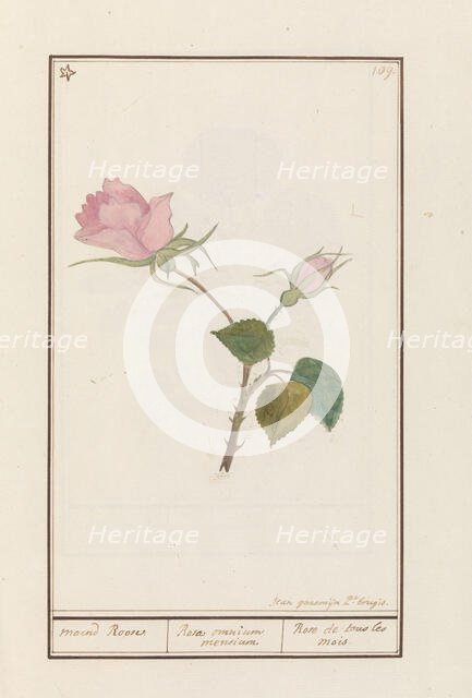 Rose (Rosa), 1790-1799. Creator: Jan Garemijn.