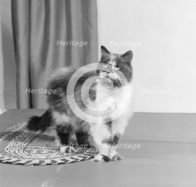 Long haired tortoiseshell cat standing on a mat looking up, 1970. Artist: John Gay.