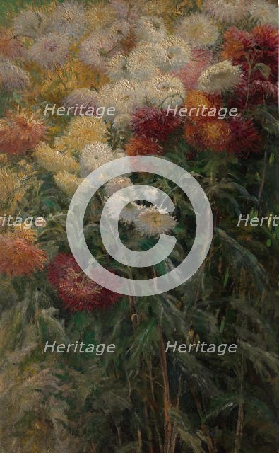 Chrysanthemums in the Garden at Petit-Gennevilliers, 1893. Creator: Gustave Caillebotte.