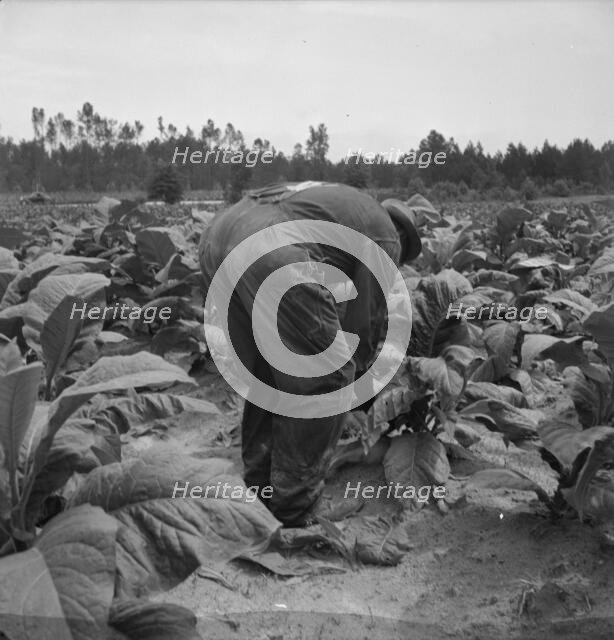 Possibly: Negro tenants topping and suckering tobacco plants, Granville County, North Carolina, 1939 Creator: Dorothea Lange.