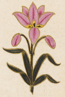 Pink lily motif, Folio from the Small Clive Album, Dated 1674-1675. Creator: Unknown.