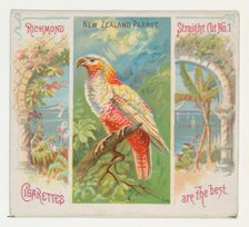 New Zealand Parrot, from Birds of the Tropics series (N38) for Allen & Ginter Cigarettes, ..., 1889. Creator: Allen & Ginter.
