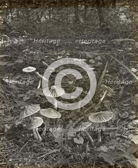 Woodland mushrooms, between 1915 and 1935. Creator: Frances Benjamin Johnston.