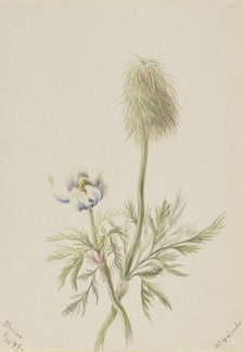 Pulsatilla occidentalis, 1899. Creator: Mary Vaux Walcott.