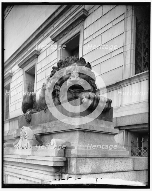 Lions at Corcoran Art Gallery, between 1910 and 1920. Creator: Harris & Ewing.