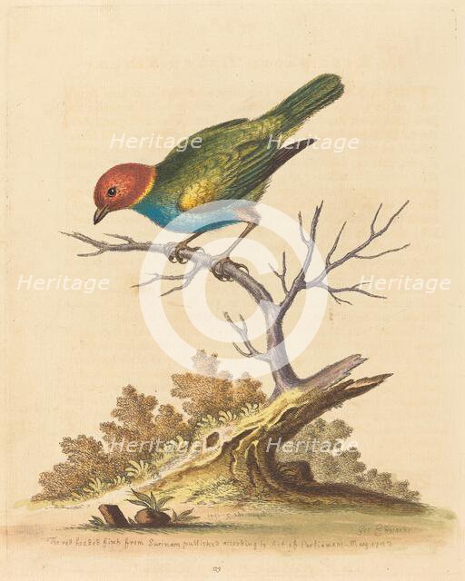 The Red-Headed Finch from Surinam, 1741. Creator: George Edwards.