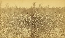 Cotton field. [Picking cotton], (1868-1900?). Creator: Unknown.