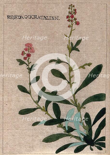 Mignonette plant (Reseda odorata): flowering stem. Creator: Unknown.