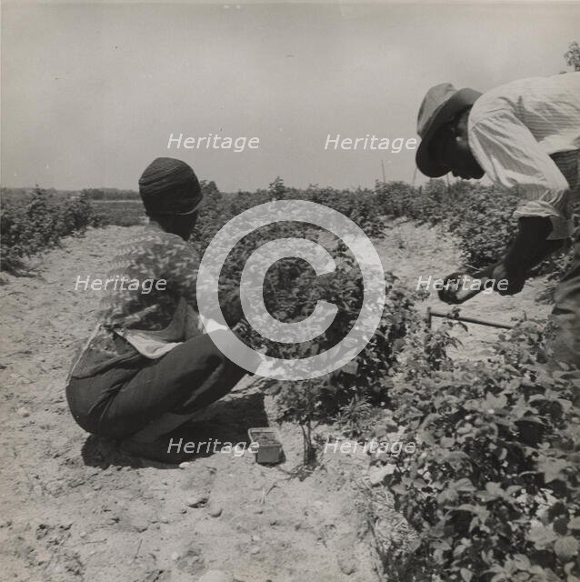 Berry pickers. Southern New Jersey. These pickers are Negroes brought in by truck from..., 1936. Creators: Farm Security Administration, Dorothea Lange.
