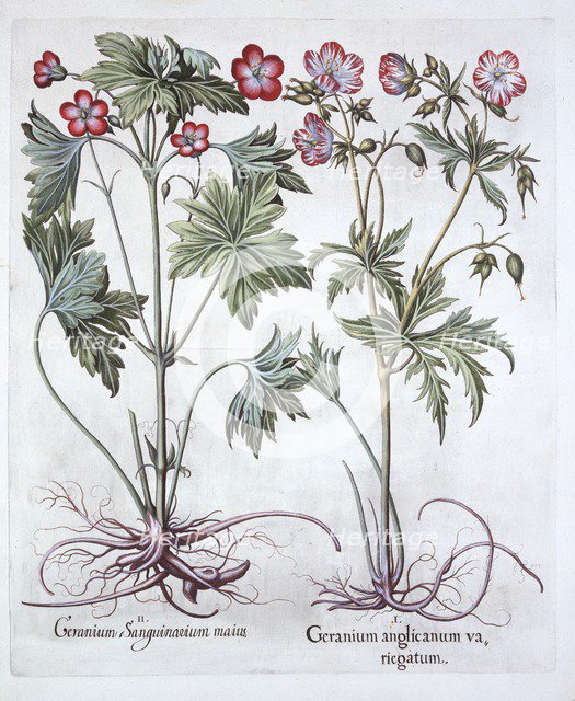 Bloody Cranesbill and Bigroot Cranesbill, from 'Hortus Eystettensis', by Basil Besler (1561-1629), p