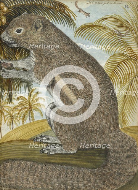 Sciurus plantani (Plantain squirrel), 1784. Creator: Jan Brandes.