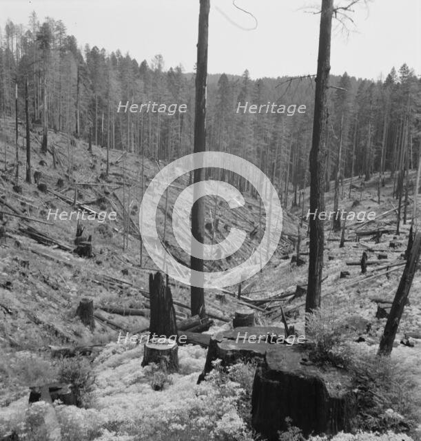 Logged over land along U.S. 99, Southern Oregon, 1939. Creator: Dorothea Lange.