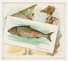 Herring, from Fish from American Waters series (N39) for Allen & Ginter Cigarettes, 1889. Creator: Allen & Ginter.