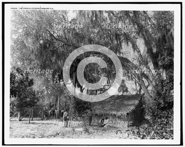 Orange pickers, Ormond, Fla., between 1880 and 1897. Creator: William H. Jackson.