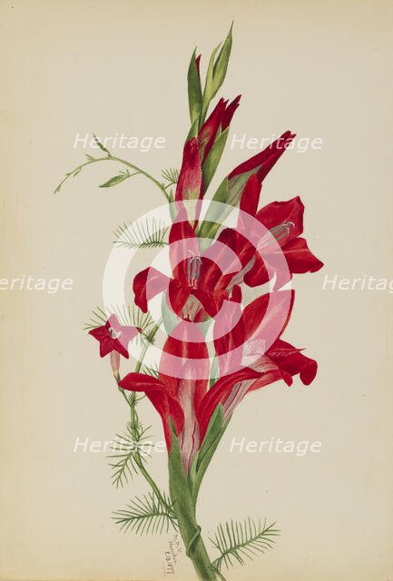 Cannas and Cypress Vine (Canna species and Ipomoea quamoclit), 1877. Creator: Mary Vaux Walcott.