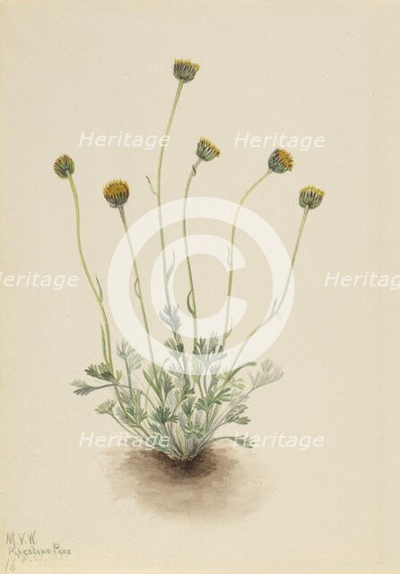 Cut Leaf Fleabane (Erigeron compositus nudus), 1921. Creator: Mary Vaux Walcott.