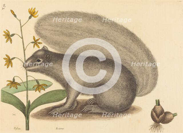 The Grey Fox Squirrel (Sciurus cinereus), published 1731-1743. Creator: Mark Catesby.