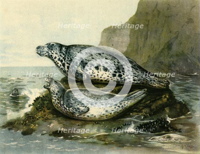 'Grey Seal', c1905, (1943). Creator: John Guille Millais.