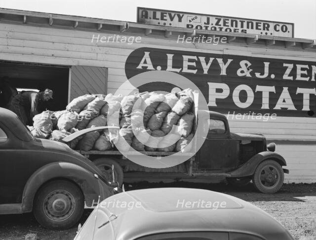 The potato shed during busy season, Tulelake, Siskiyou County, California, 1939. Creator: Dorothea Lange.