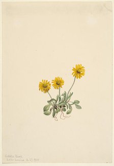 Golden Fleabane (Erigeron aureus), 1904. Creator: Mary Vaux Walcott.