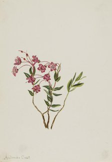 Rocky Mountain Kalmia (Kalmia microphylla), n.d. Creator: Mary Vaux Walcott.