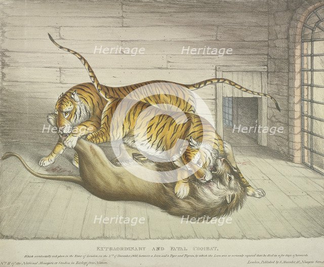 'Extraordinary and Fatal Combat...between a lion and a tiger and tigress...,Tower of London, 1830. Artist: Anon
