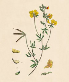'Lotus tenius. Slender Bird's-foot Trefoil', 19th Century. Artist: Unknown.