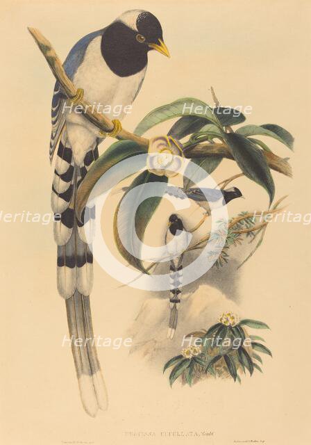 Urocissa cucullata, probably 1850/1883. Creators: John Gould, Henry Constantine Richter.