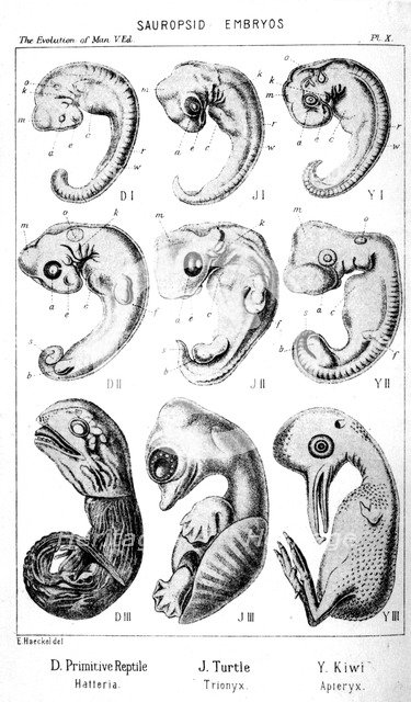 Sauropsid embryos, 1910. Artist: Ernst Haeckel