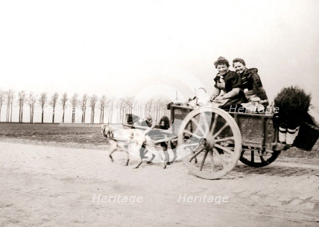 Dogs pulling women on a cart, Antwerp, 1898.Artist: James Batkin