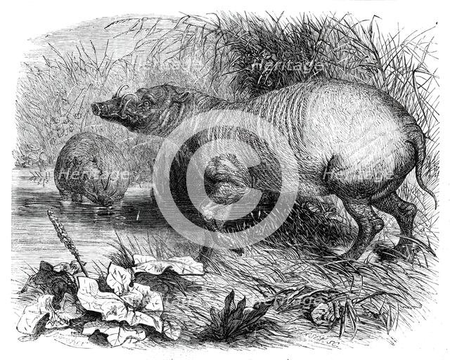 The Babirussa, recently added to the Zoological Society's Gardens, Regent's Park, 1860. Creator: Pearson.