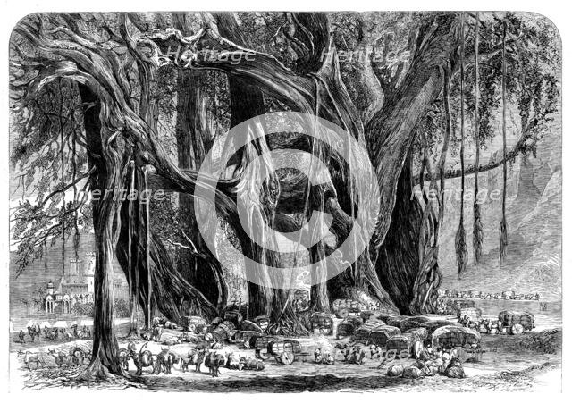 Cotton from India: a cotton convoy - night encampment under a banyan-tree, 1862. Creator: Unknown.