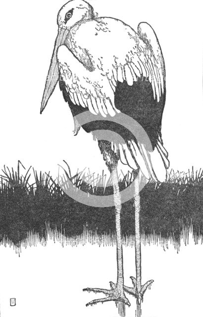 'Father-Stork', c1930. Artist: W Heath Robinson.