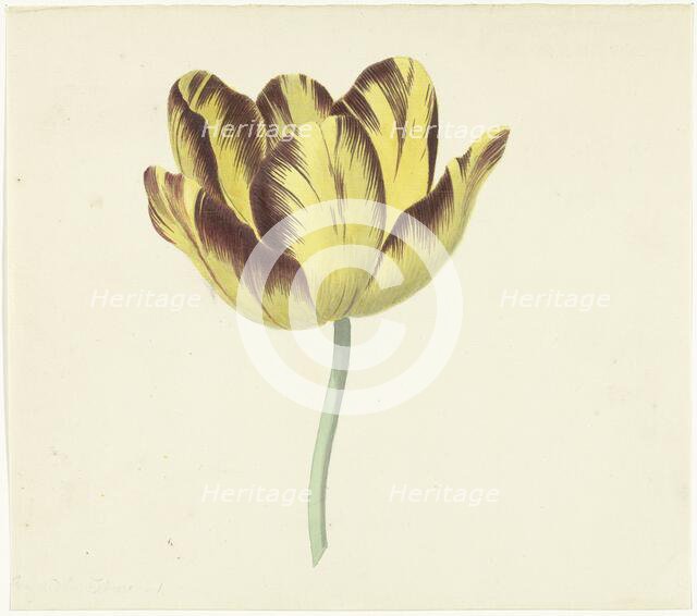 Tulip called Bizard Le Febure No. 1, 1741-1795. Creator: Cornelis van Noorde.