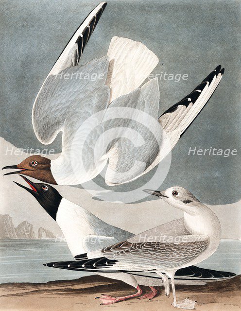 Bonapartian Gull, Larus Bonapartii, 1845.