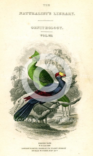 'The Naturalist's Library, Ornithology, Senegal Touraco, Violet Plantain Eater', c1833-1865.Artist: William Home Lizars