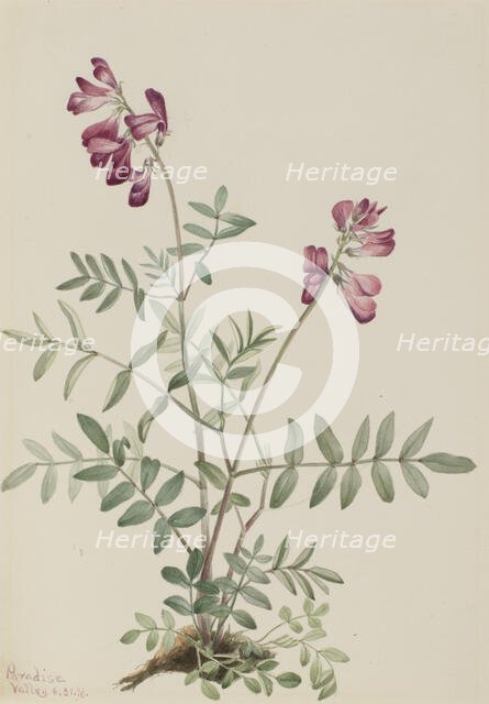 Northern Hedysarum (Hedysarum boreale), 1916. Creator: Mary Vaux Walcott.