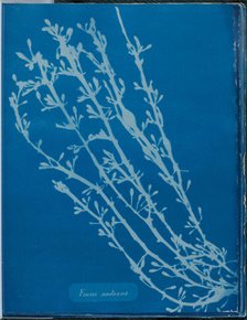 Fucus nodosus, 1843 or 1844. Creator: Anna Atkins.