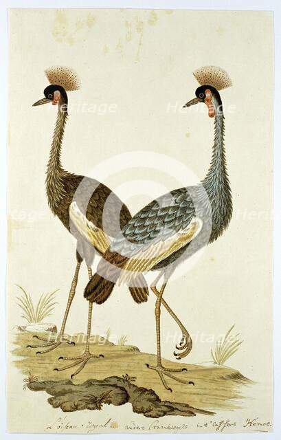 Balearica regulorum (Grey crowned crane), 1777-1786. Creator: Robert Jacob Gordon.