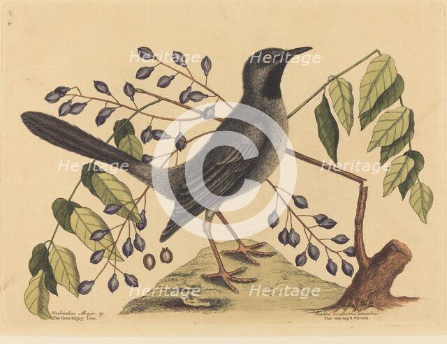The Red Legged Thrush (Turdus plumbeus), published 1731-1743. Creator: Mark Catesby.